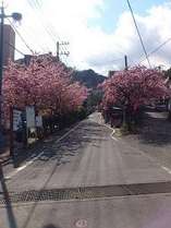 今井浜海岸駅からまるいまでの道に咲いている河津桜です。