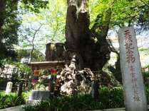 来宮神社の大楠です。樹齢約2000年と言われています。