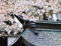＃新庄城址の桜／お堀の水面に映し出される桜が美しい…