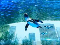 サンシャイン水族館　天空のペンギン