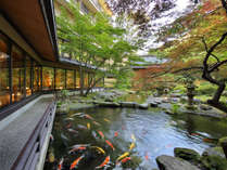 【日本庭園】ラウンジ前の庭園では色彩豊かな錦鯉が泳いでおります。