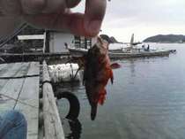 宿前の桟橋で魚釣りにチャレンジ♪貸し竿２５０円、エサ５００円