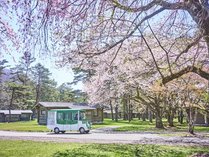 ひと足遅い軽井沢の春。例年4月上旬から5月上旬に桜の見ごろを迎えます。