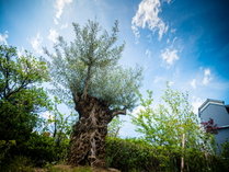 (3F)【ラ・キュイジーヌ・ジャポネーズ玻璃】平和の象徴250年オリーブの樹