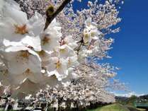 大中島公園の桜は4月中旬～が見ごろ♪