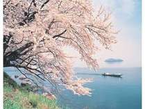 【海津大崎の桜】滋賀の桜の名所です。当館より車で約20～30分★