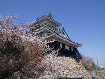 ◆浜松城の桜は、3月下旬から天守閣を囲むように咲き誇り、夜桜も楽しめます。