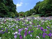 卯辰山菖蒲園の見頃は6月です♪素敵な風景をお楽しみくださいませ。（一例）