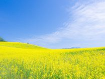 目の前に広がる黄色の絨毯、喜多方の春の風物詩☆三ノ倉高原の菜の花畑☆