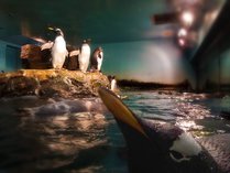 「男鹿水族館GAO」ペンギン