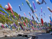 【杖立温泉鯉のぼり祭り】約3500匹の鯉のぼりが、4月1日～5月6日頃（G・W終了）まで、杖立川を泳ぎます。