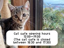 猫カフェでは可愛い猫ちゃん達に出会えます。