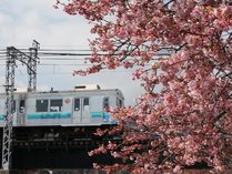 ２月１日から２９日までの間、河津桜まつりが開催されます！会場までは車で８分の距離なので便利です！
