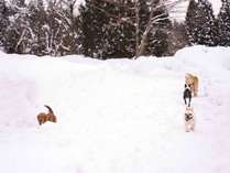 *ドッグラン/冬はお外で雪遊び☆みんなと遊べてたのしいね！