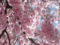 春のホテル周辺風景。桜の季節には、早朝の散歩がオススメです♪