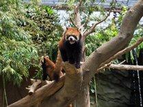 神戸どうぶつ王国　※レッサーパンダは、パーク内アジアの森で暮らしています。（C）KOBE　TOURISM　BUREAU