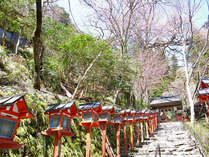 新芽が輝く貴船神社の春。心地よい陽ざしの中、散策もおすすめです。