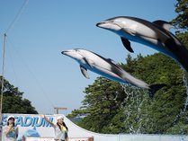 イルカやアシカのショーが人気の下田海中水族館。