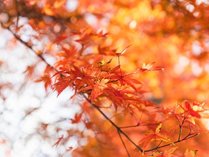 【周辺景観】奥入瀬エリアの紅葉は10月上旬～11月上旬。全国的に見ても早い時期が見頃を迎えます。
