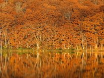 【周辺景観】「蔦沼」最も観光客が訪れる紅葉シーズンは、息をむほどの神秘的な景色を魅せます。