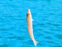 【お手軽釣り体験】小茂田浜の防波堤で簡単な釣り体験♪何が釣れるかはお楽しみ!