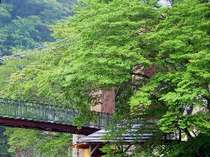 緑に包まれた山ゆりの吊橋