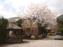 桜の季節の素泊りinn