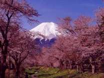 富士と桜で日本の春を満喫。標高差がある為、様々なビューポイントが次々と見頃を迎え、長く楽しめます。