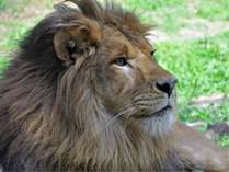 いしかわ動物園◆ネコたちの谷◇ライオン