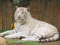 いしかわ動物園◆ネコたちの谷◇ホワイトタイガー