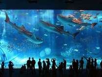 沖縄記念公園：美ら海水族館の入園チケット付きプランです♪