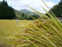 はさ掛け天日干しの米は旨さが凝縮していて自然の味がします。