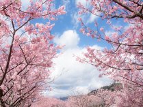 【桜】2月から咲き誇る早咲きの『河津桜』をはじめ伊豆は桜の見どころ満載