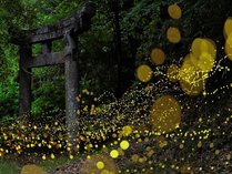 伊豆天城は、毎年6月から7月にかけて幻想的なホタルの光が舞い踊る、自然豊かな静岡の名所です。