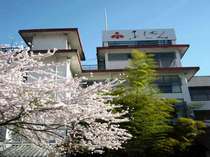 ■当館の駐車場にある桜■毎年春になると綺麗な姿をみせてくれる桜です。 写真