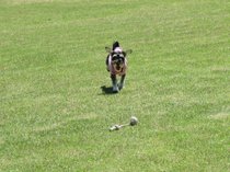 緑豊かな鬼怒川で愛犬も森林浴！