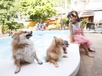 夏は愛犬とご家族そろってプールで水遊び！