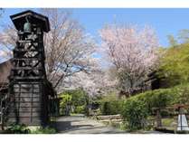 【春】きらの里の敷地内に咲く桜の見頃は、例年3月下旬頃～。里山に春の訪れ♪