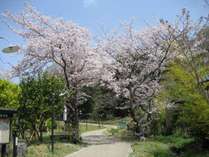 【春】きらの里の敷地内の桜は例年3月下旬頃が見頃です♪