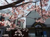 春が来るとなんぽろ温泉にも桜が咲きます。