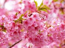 早春の伊豆を彩る『河津桜まつり』会場へは車５分。専用駐車場あります