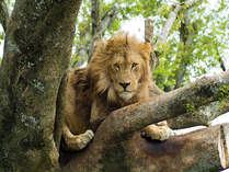 アフリカンサファリ★ライオン