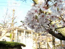 カステロマーレの前のソメイヨシノの桜並木　　　　　　　　　　　　　(3月下旬頃開花予想）