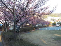 花時計近くの桜です。当館より徒歩1分です。