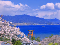 【春爛漫温泉旅】広島は宮島をはじめとする「桜名所」が沢山ございます。