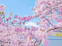 富士山と桜のコラボレーション！（開花状況はHPをご覧いただくか、お電話でお問い合わせ下さいませ)