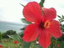 南国の象徴『ハイビスカス』沖縄ではアカバナーと呼ばれます