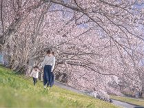 Ｃ．ハナチロ　清流宮川堤に咲きほこる桜 写真