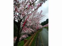 仁淀川町引地橋のハナモモ　ゆの森から車で5分　2019年３月29日撮影 写真