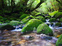 【白谷雲水峡トレッキング】屋久島ならではの植生、森と山の美しさを堪能♪